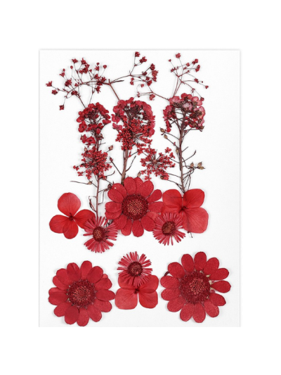reschimica-fiori-secchi-crisantemo-paludosum.-fiore-borsa-del-pastore.-gypsophila.-ortensia.-ago-crisantemo.-la