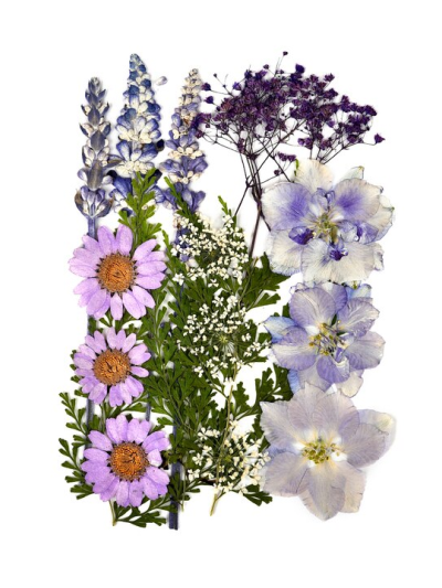 kokoart-fiori-secchi-delphinium.-salvia.-gypsophila.-chrysanthemum-paludosum.-lace-flower.-stenolomachusanum