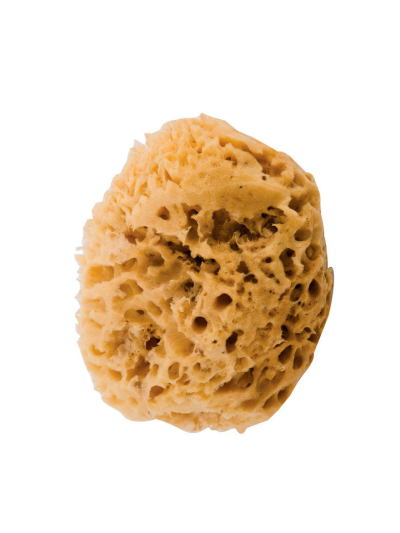 cwr-spugna-di-mare-diam.-9-cm
