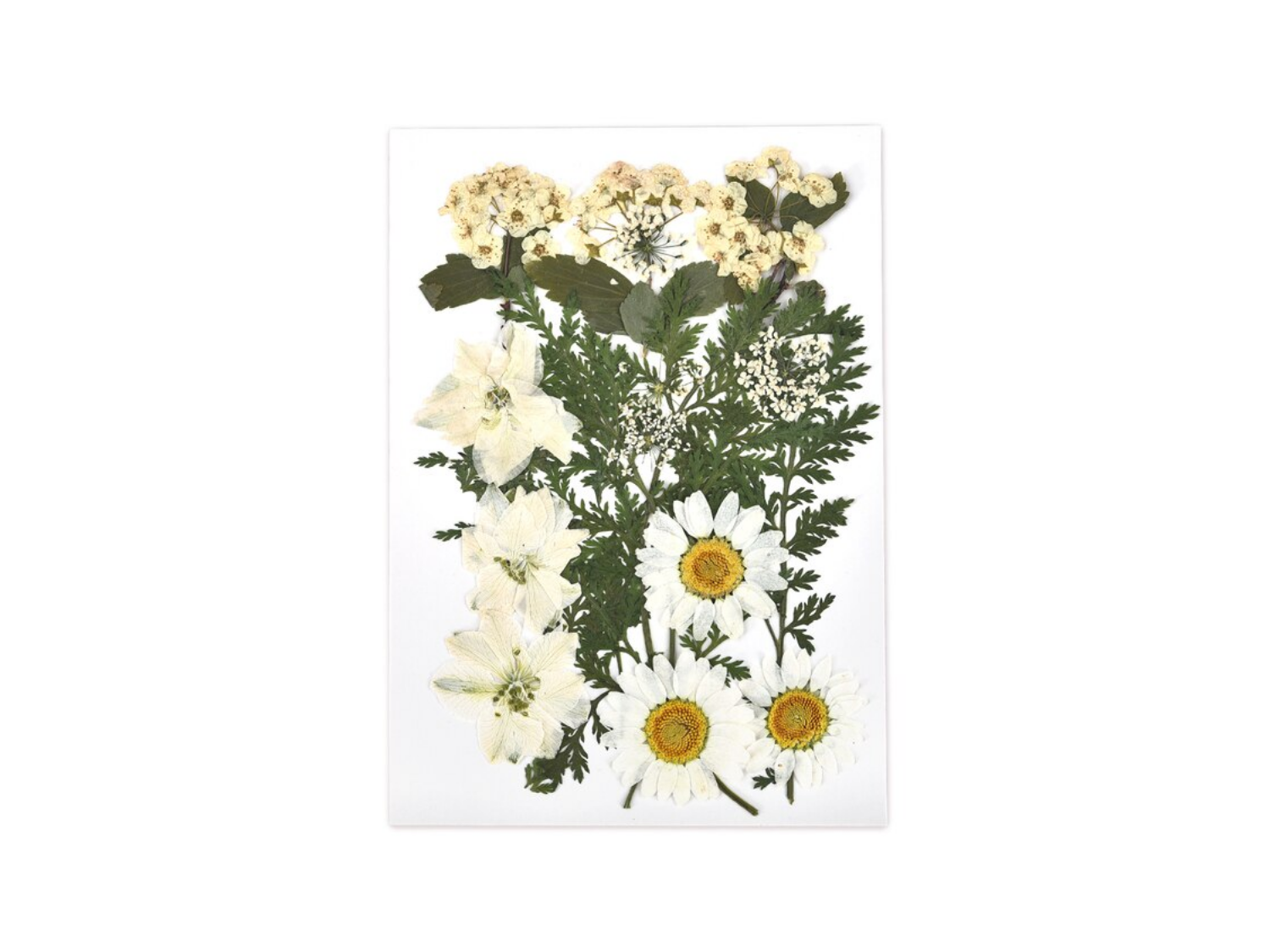kokoart Fiori secchi  Chrysanthemum Paludosum, Narciso, Delphinium bianco,  Lace Flower, Pino Artemisia